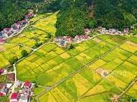 江西泰和：秋日田园美如画