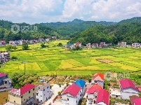 江西泰和：秋日田园美如画