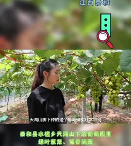 抖音|天湖山下葡萄熟 品种多样销路好