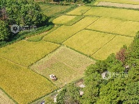 江西泰和：抢收中稻