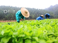 江西泰和：中药材种植忙