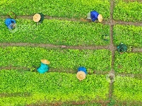 江西泰和：中药材种植忙