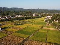 上圯乡：高标准农田丰收在望