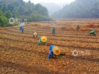 江西泰和：中药材种植忙