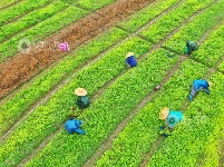 江西泰和：中药材种植忙