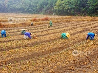 江西泰和：中药材种植忙