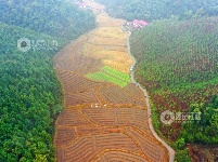江西泰和：中药材种植忙