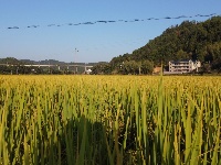 上圯乡：高标准农田丰收在望