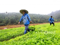 江西泰和：中药材种植忙