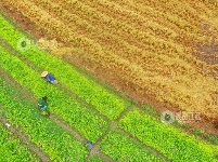 江西泰和：中药材种植忙