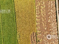 江西泰和：节日抢收中稻
