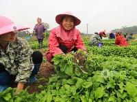 江西泰和：车前草种植助力中药材发展