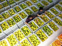江西泰和：西柚采收忙