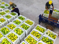 江西泰和：西柚采收忙