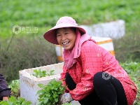 江西泰和：车前草种植助力中药材发展