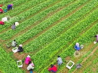 江西泰和：车前草种植助力中药材发展