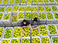 江西泰和：西柚采收忙
