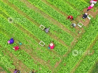 江西泰和：车前草种植助力中药材发展