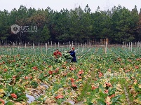 江西泰和：采收蔬菜保供应