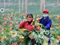 江西泰和：采收蔬菜保供应
