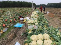 江西泰和：采收蔬菜保供应