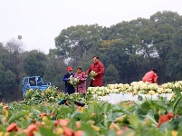 江西泰和：采收蔬菜保供应