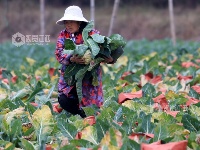 江西泰和：采收蔬菜保供应