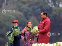 江西泰和：采收蔬菜保供应