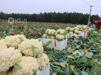 江西泰和：采收蔬菜保供应