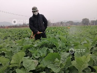 江西泰和：小寒时节农事忙