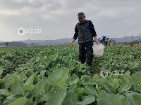 江西泰和：油菜田间管护忙