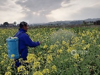 江西泰和：油菜田间管护忙