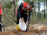江西泰和：不负春光植树忙
