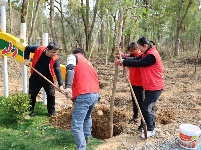 江西泰和：不负春光植树忙