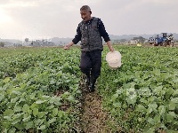 江西泰和：油菜田间管护忙