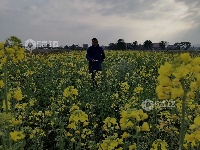 江西泰和：油菜田间管护忙