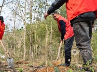 江西泰和：不负春光植树忙