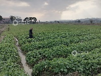 江西泰和：油菜田间管护忙