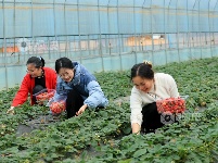 江西泰和：“莓”好春光 乐享采摘