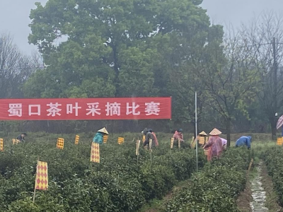 “春满泰和·茶韵蜀口”泰和县首届茶叶技能大赛成功举办