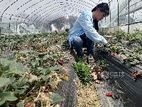 江西泰和：草莓棚里田管忙