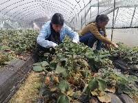 江西泰和：草莓棚里田管忙