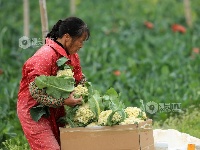 江西泰和：蔬菜采收忙
