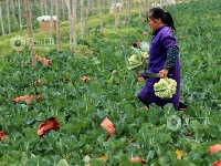 江西泰和：蔬菜采收忙