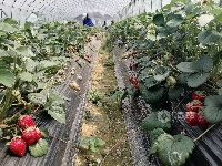 江西泰和：草莓棚里田管忙