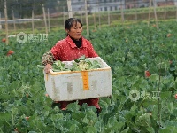 江西泰和：蔬菜采收忙