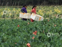 江西泰和：蔬菜采收忙