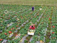 江西泰和：蔬菜采收忙