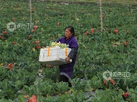 江西泰和：蔬菜采收忙