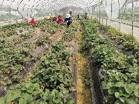 江西泰和：草莓棚里田管忙